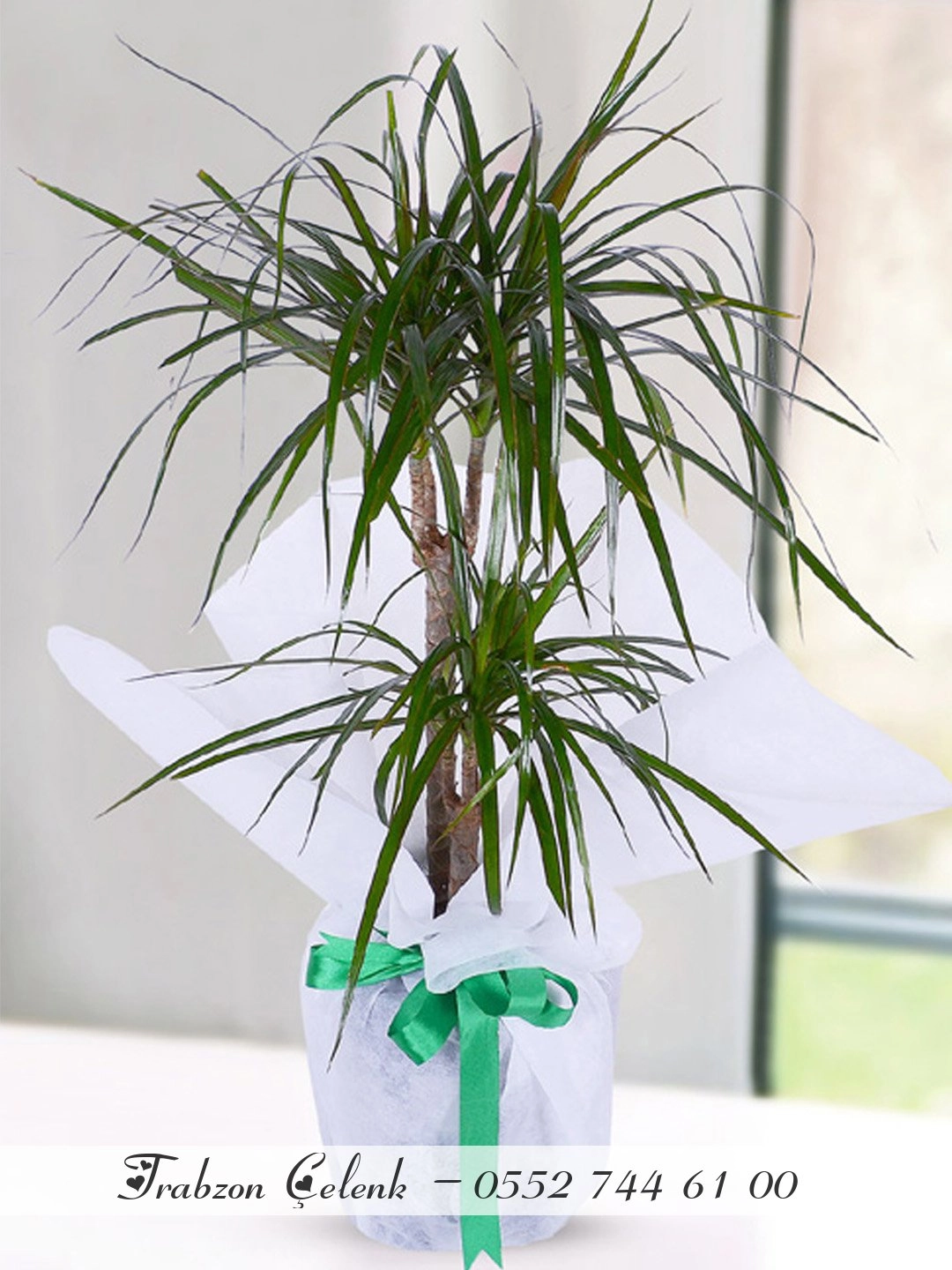 2 Dallı Marginata Dracena