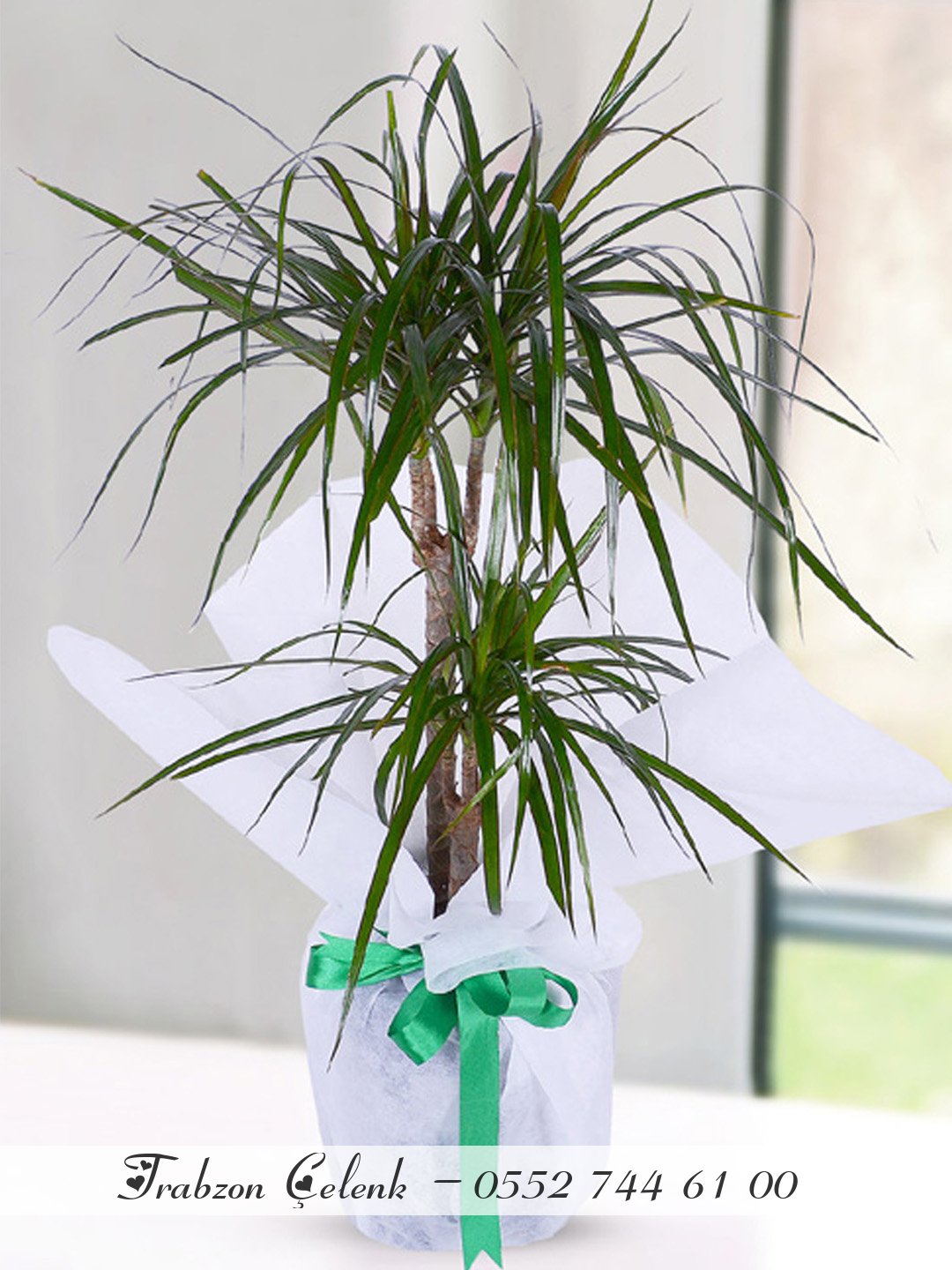 2 Dallı Marginata Dracena