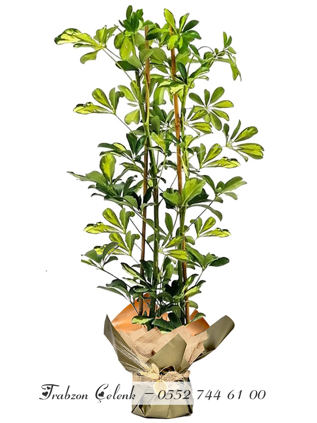 Çiftli Şeflera