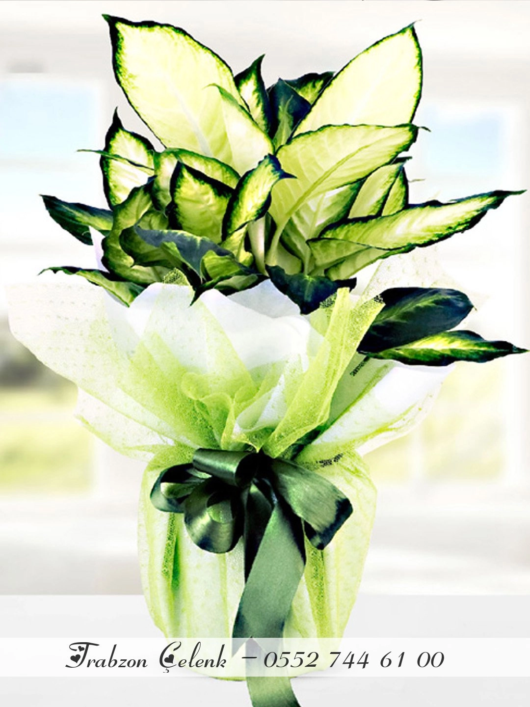 Dieffenbachia Camilla