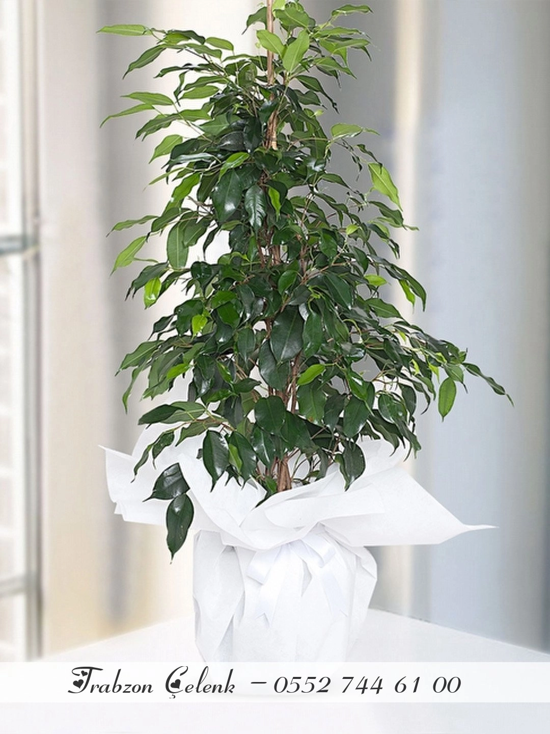 Ficus Benjamin
