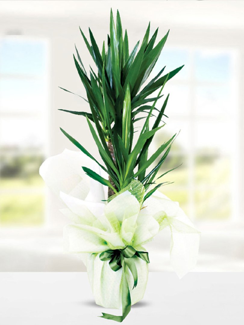 Çift Dallı Yucca Dracena