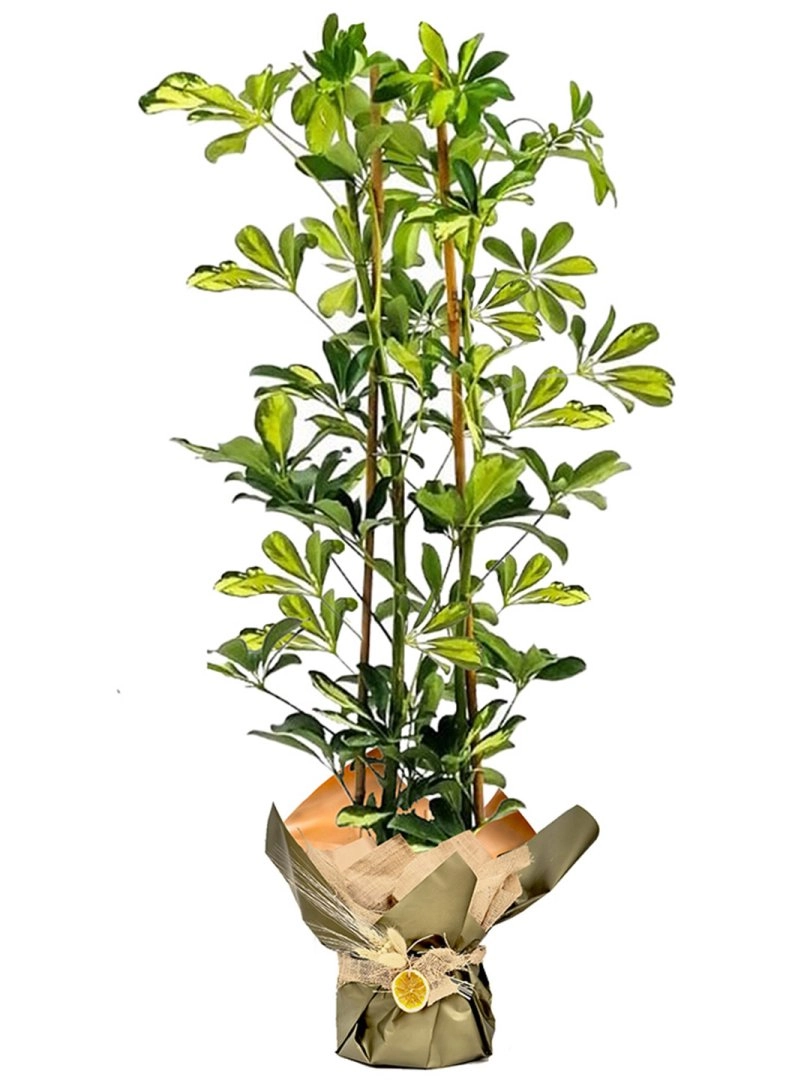 Çiftli Şeflera