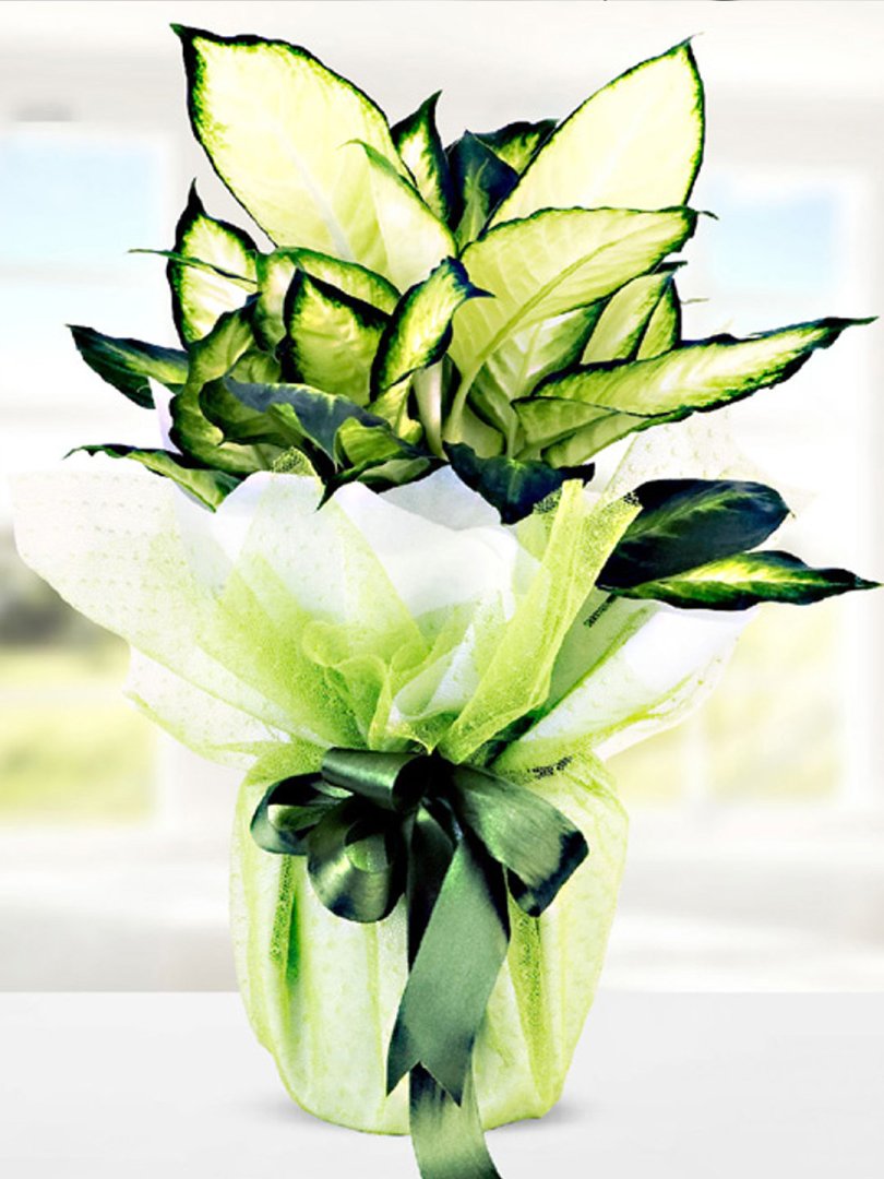 Dieffenbachia Camilla