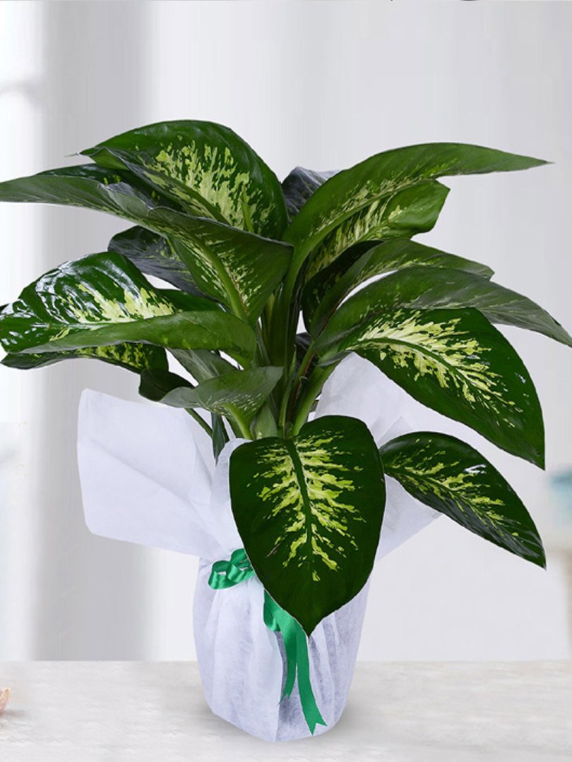 Tropic Snow Difenbahya